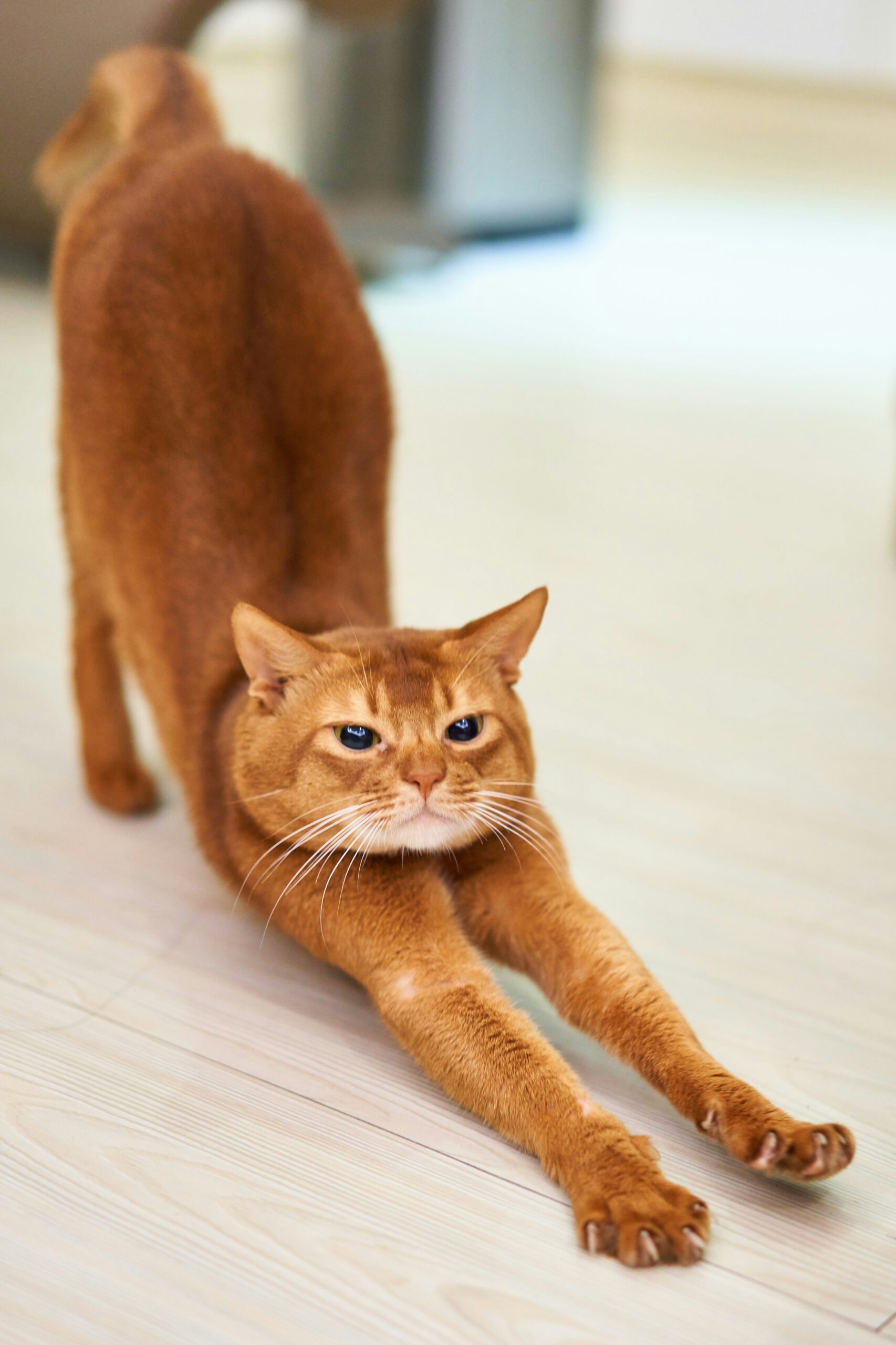 Orange cat
